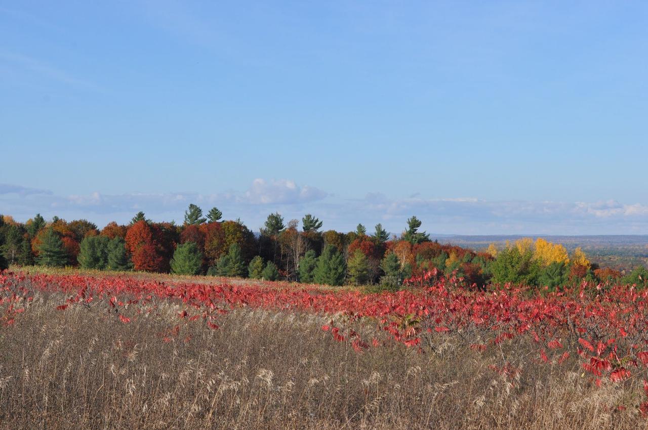 background image: DSC_0099_sm.JPG